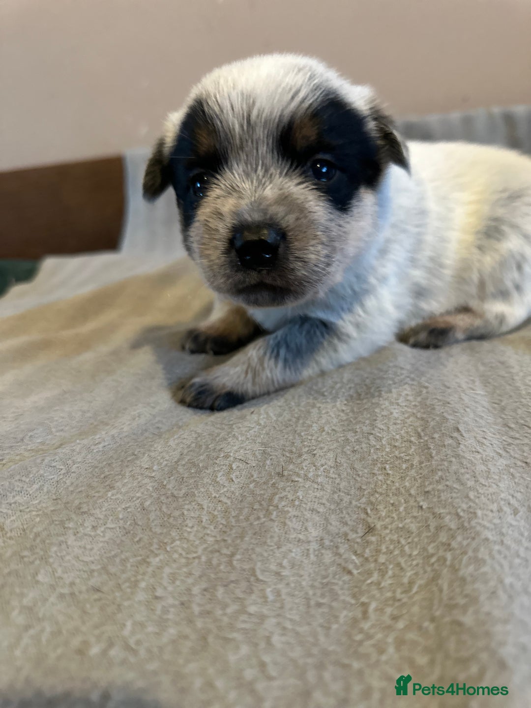 Australian Cattle Dog dogs for sale: Absolutely stunning litter!! - Advert 6