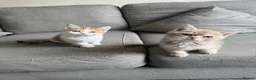 Mixed Breed cats for sale: Last female Exception F1 kittens ready now  - Advert 7