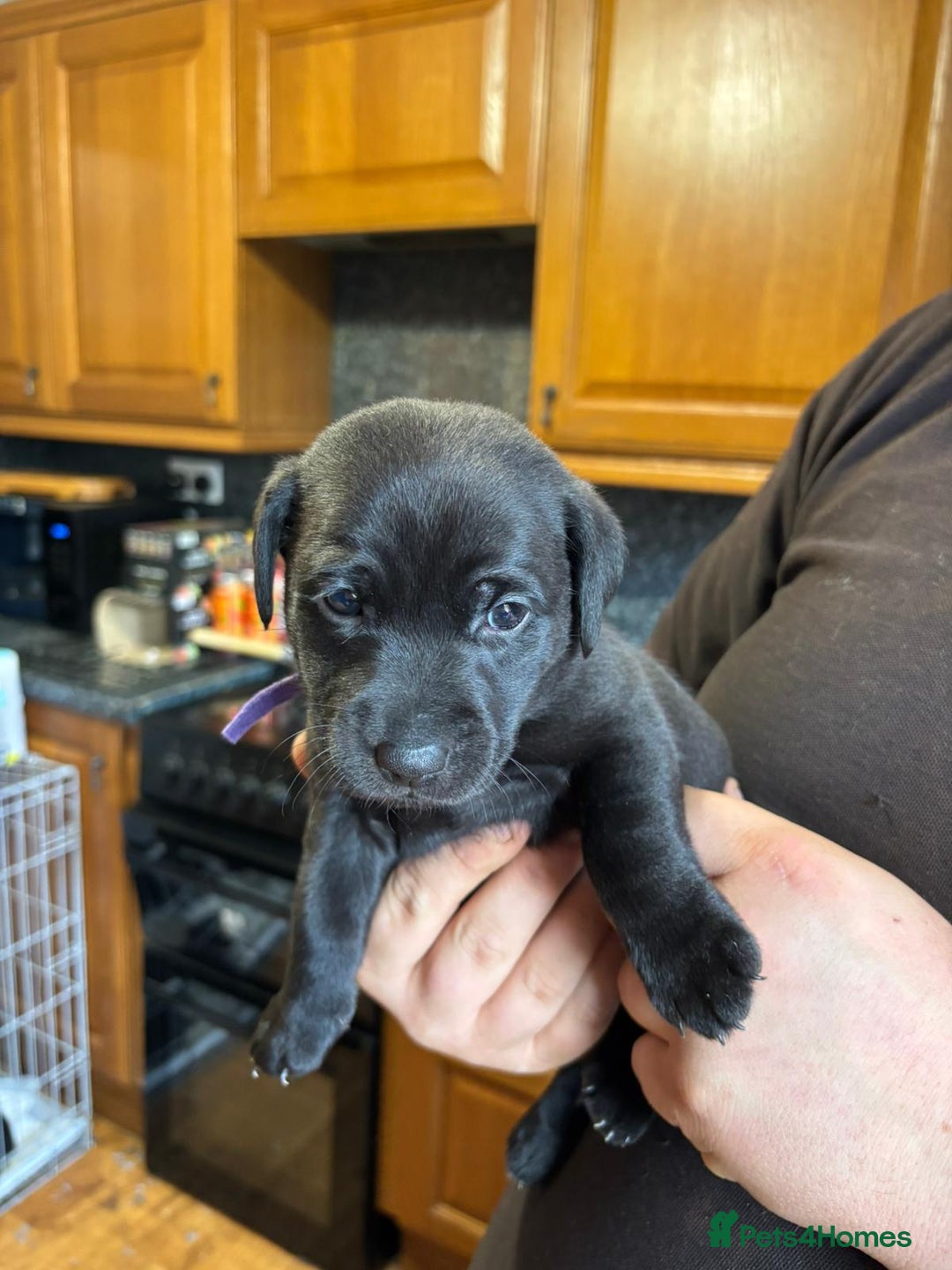 Mixed Breed dogs for sale: Labrador cross puppies - Image 2