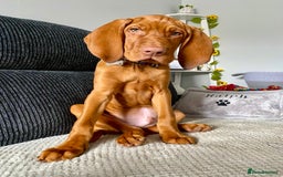 Hungarian Vizsla dogs for stud: Hungarian Vizsla Stud - Image 14