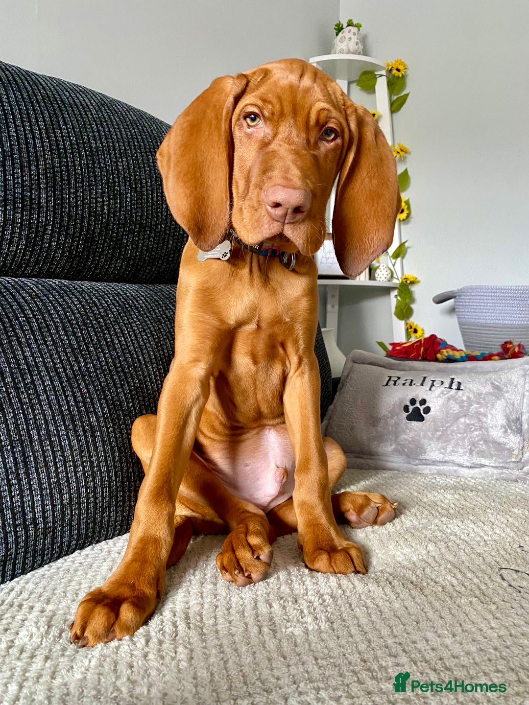 Hungarian Vizsla dogs for stud: Hungarian Vizsla Stud - Image 14
