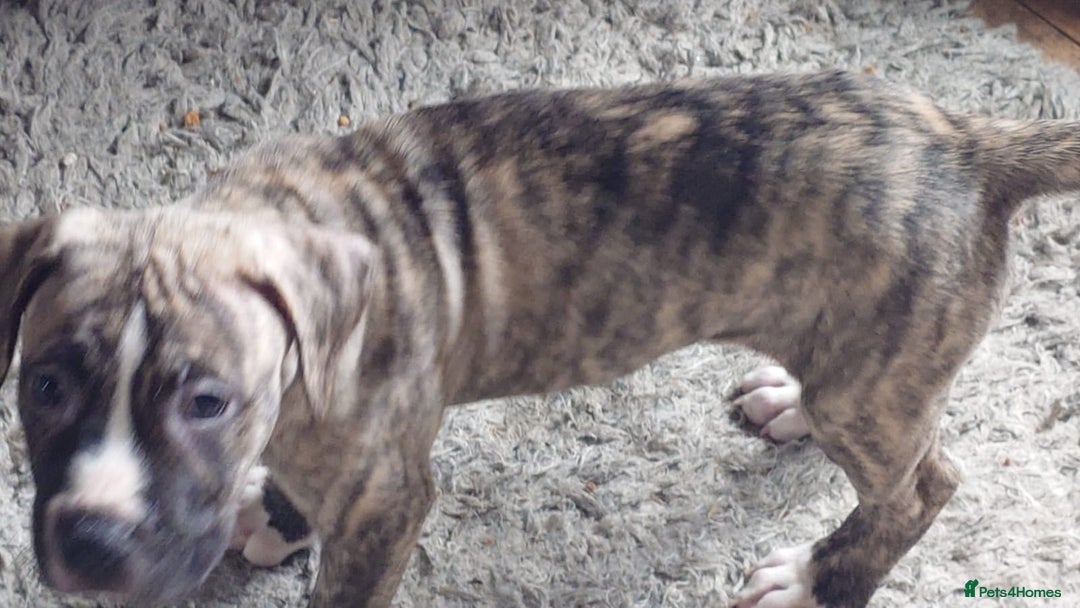 Mixed Breed dogs for sale: Looking for there forever home  - Image 6