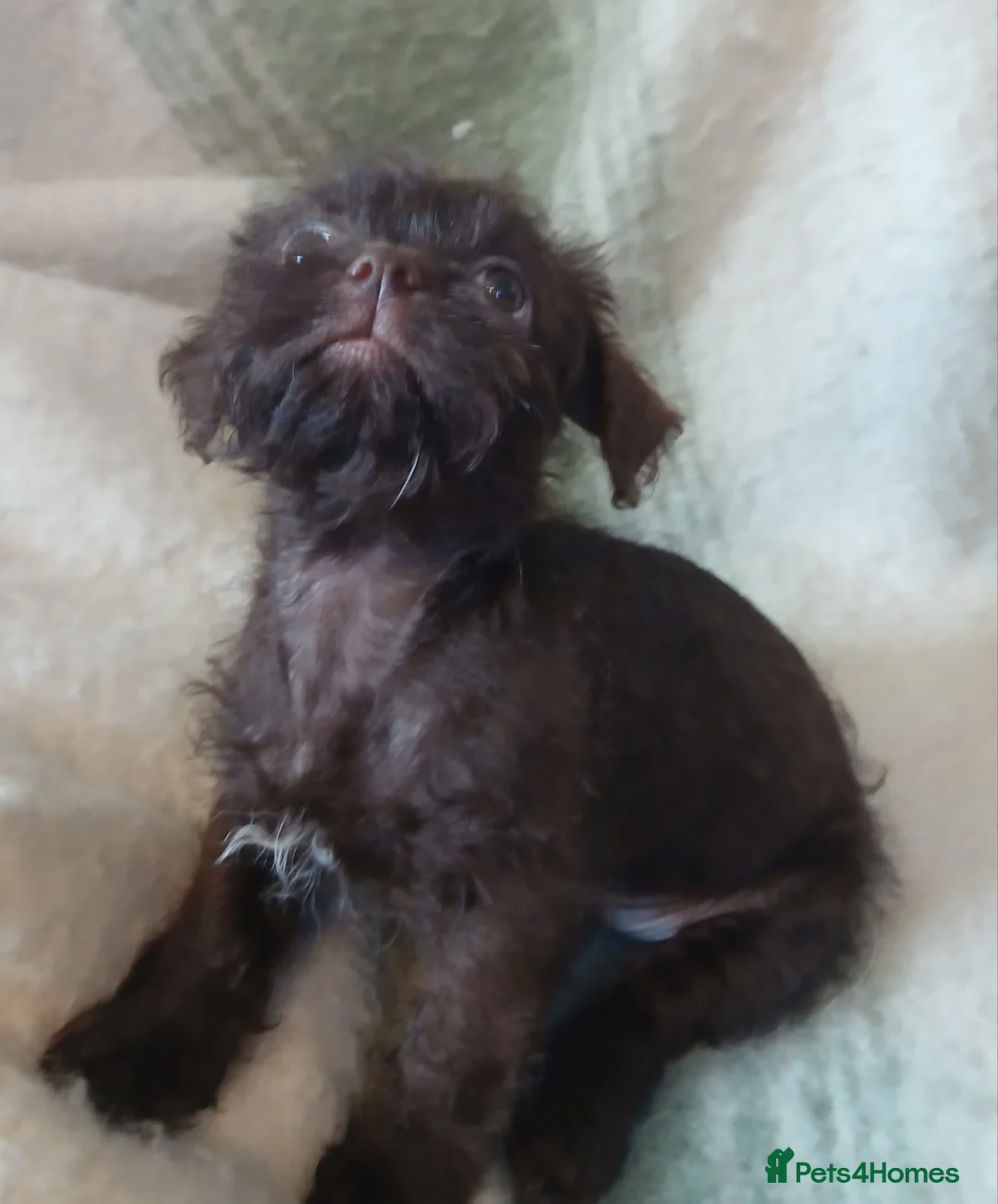 Shihpoo dogs for sale: READY NOW - Beautiful Shihpoo puppies - Advert 6