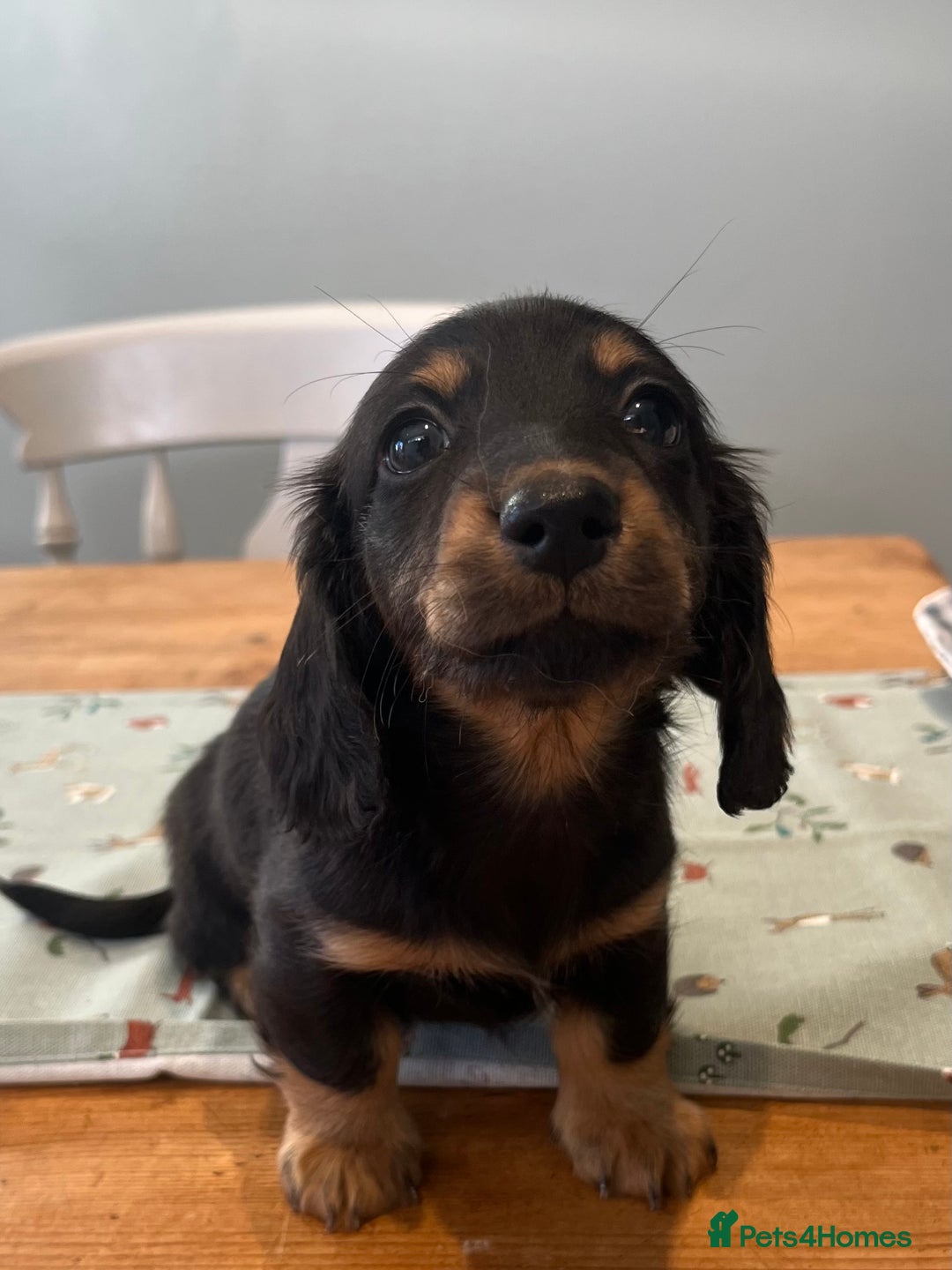 Miniature Dachshund dogs for sale: Ready to leave Mini long hair dachshund pups  - Advert 22