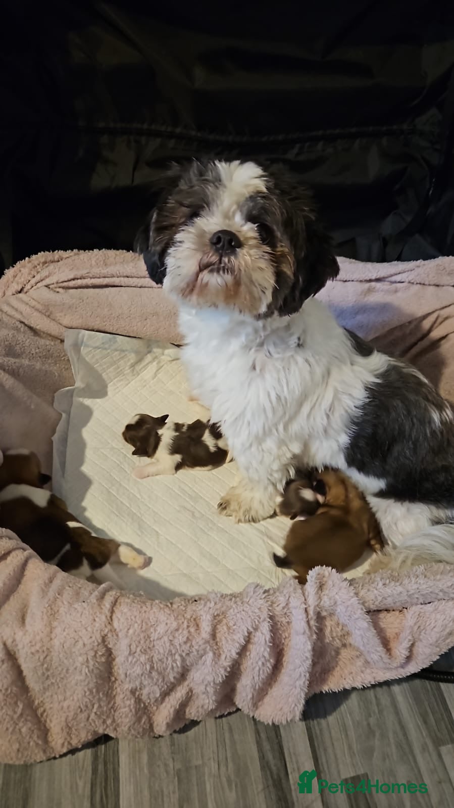 Shih Tzu dogs 6 beautiful shih-tzu pups  in Newton Stewart - Advert 12