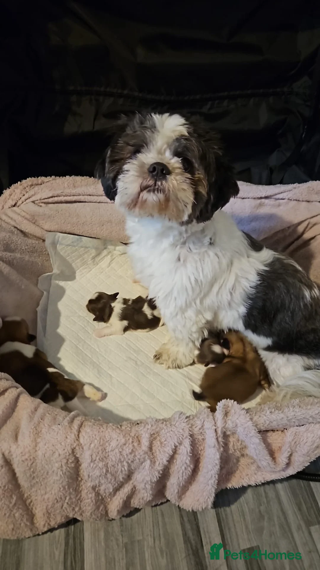 Shih Tzu dogs for sale: 6 beautiful shih-tzu pups  in Newton Stewart - Advert 1