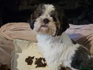 Shih Tzu dogs 6 beautiful shih-tzu pups in Newton Stewart - Advert 12