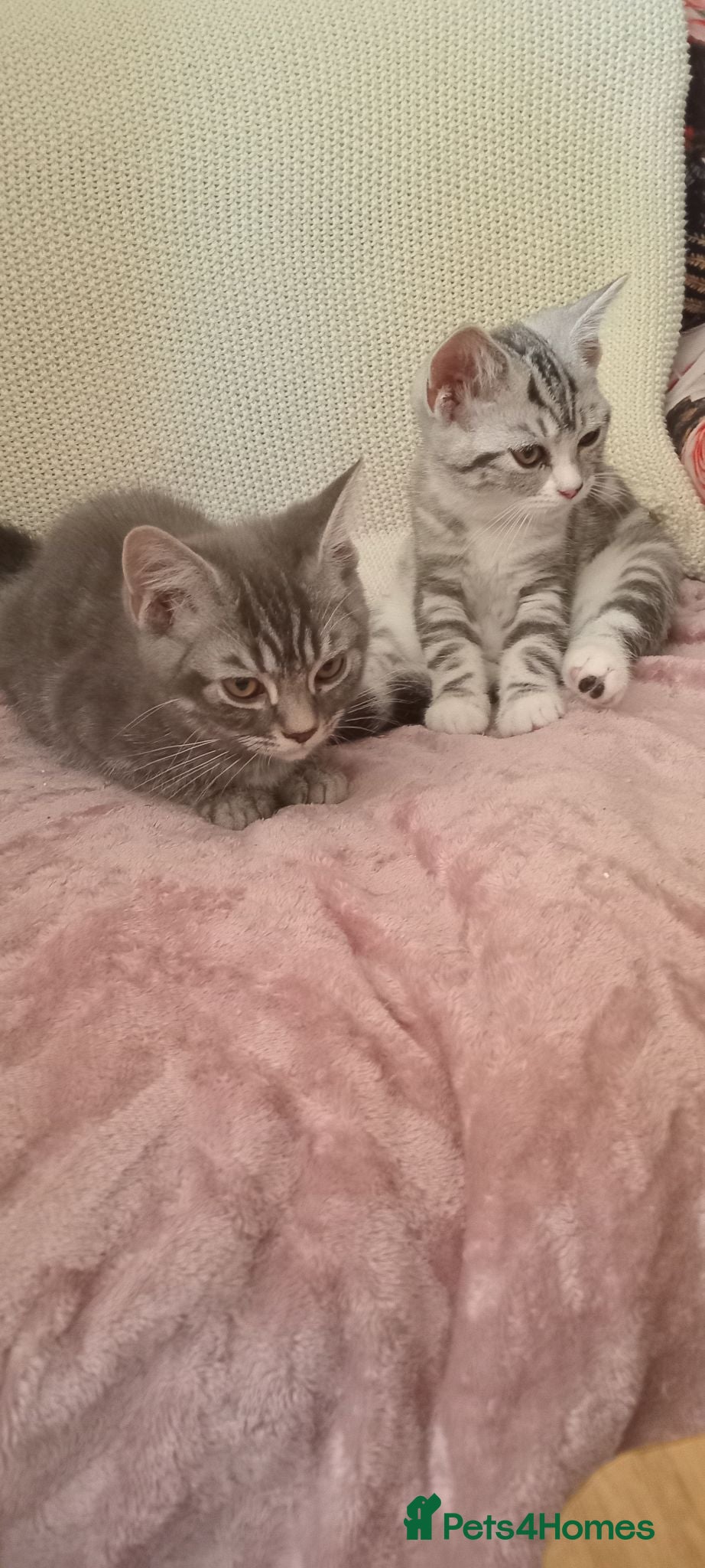 British Shorthair cats Beautiful Silver Spotted and Silver Tabby kittens. - Advert 2