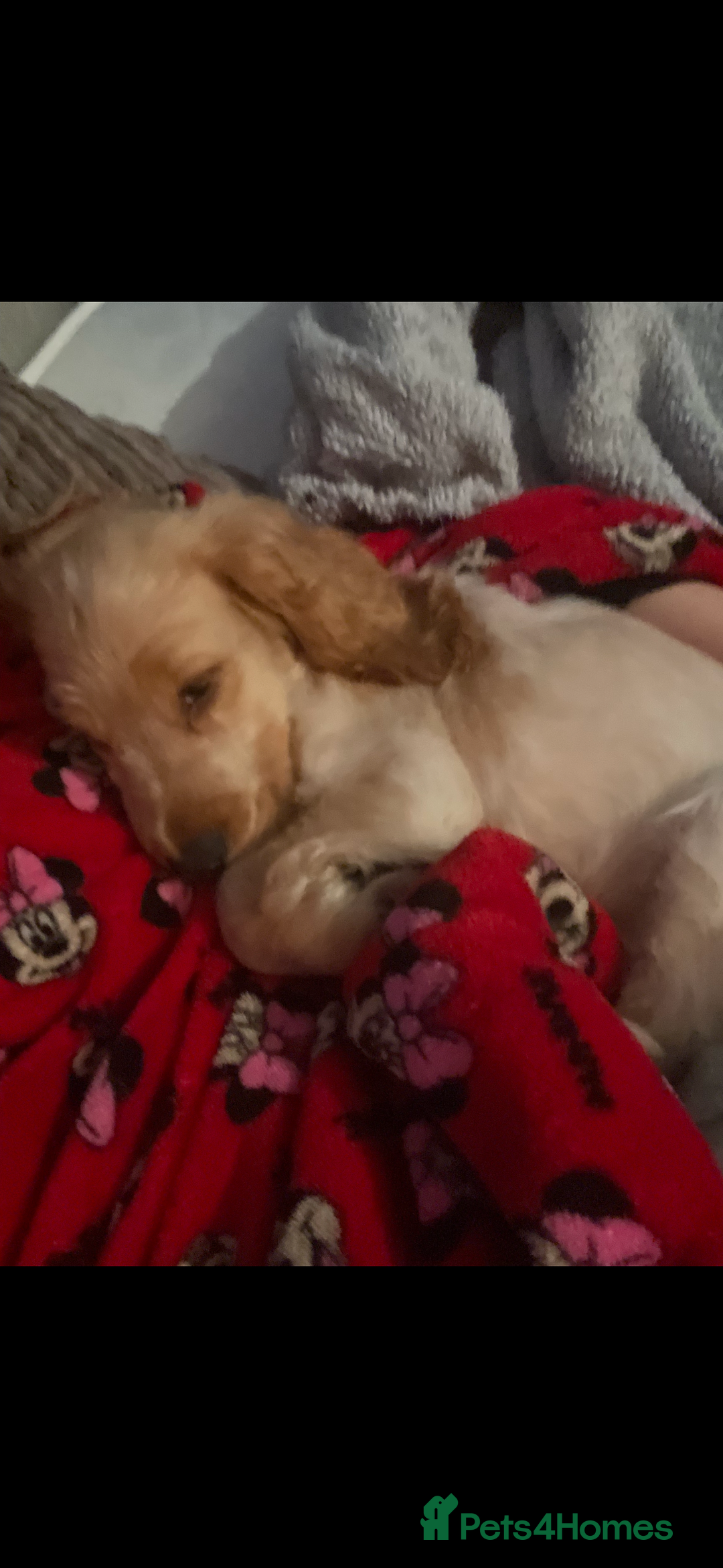 Cocker Spaniel dogs for sale: 6 month old Cocker spaniel boy - Advert 3