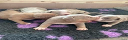 American Bully dogs for sale: Pocket bully puppies in Coventry - Advert 3