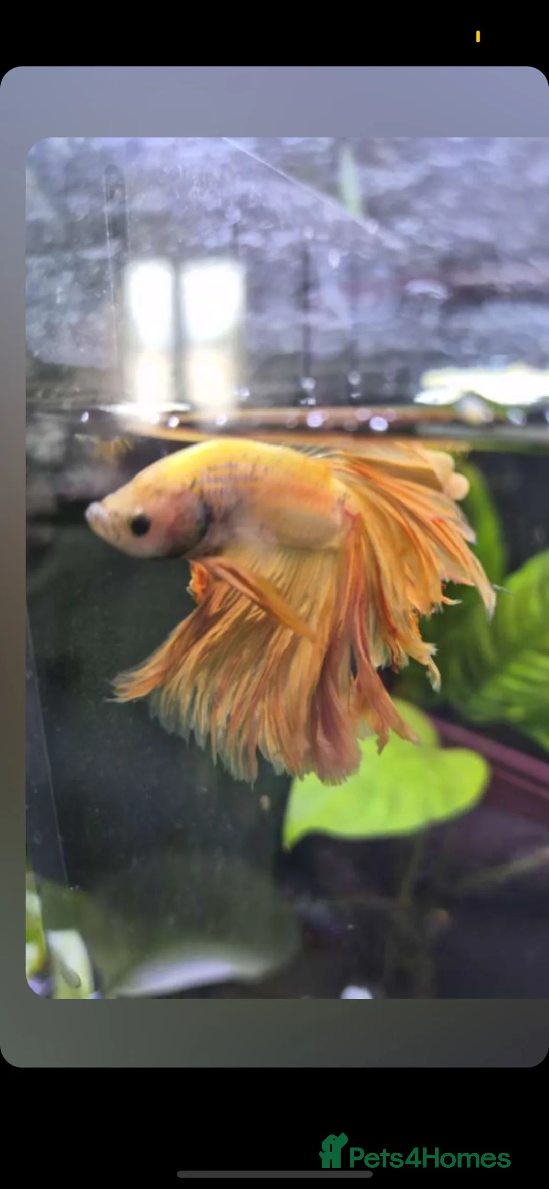 Bettas fish for sale: Betta fish  - Advert 2