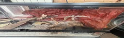 Leopard Gecko reptiles for sale: leopard geckos 1male/1female with exoterra viv in March - Advert 18