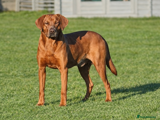 Labrador Retriever dogs Stunning Dark Red KC Reg Labrador - Advert 2