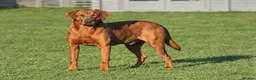 Labrador Retriever dogs for stud: Stunning Dark Red KC Reg Labrador  - Advert 2