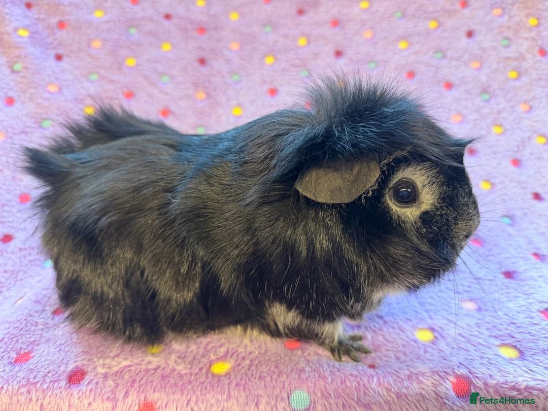 Guinea Pig rodents for sale: Beautiful Adult retired sows - Advert 1