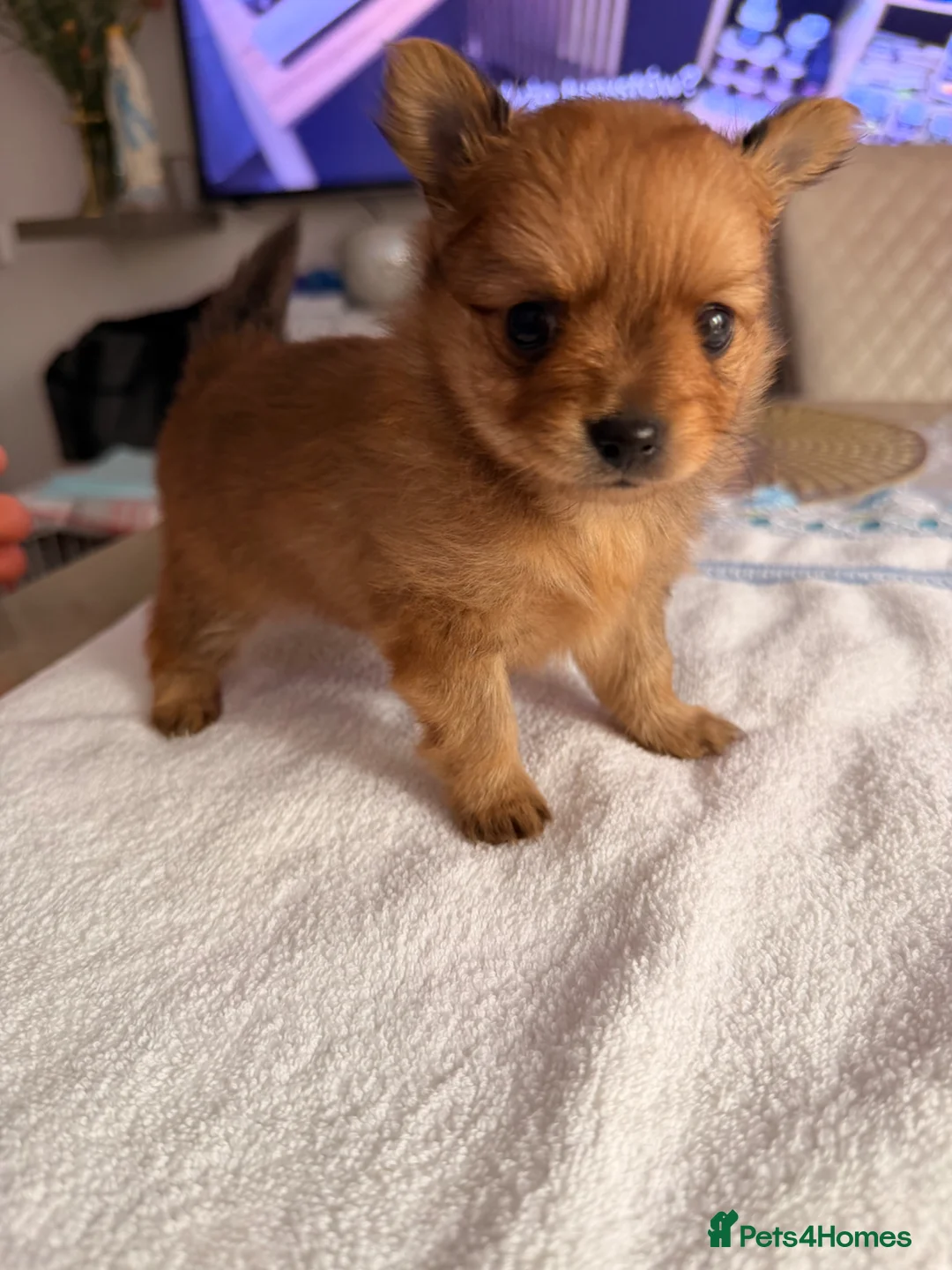 Pomchi dogs for sale: Adorable POMCHI Puppies  in London - Advert 2