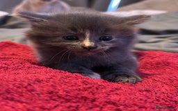 Mixed Breed cats for sale: Beautiful kittens  - Image 1