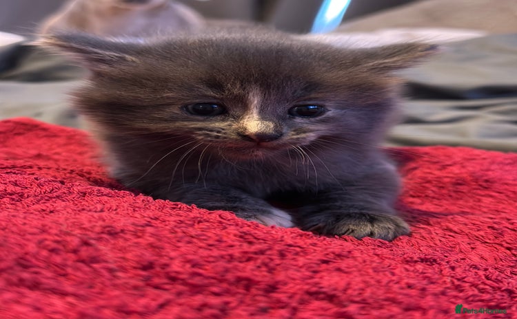 Mixed Breed cats - Advert 2