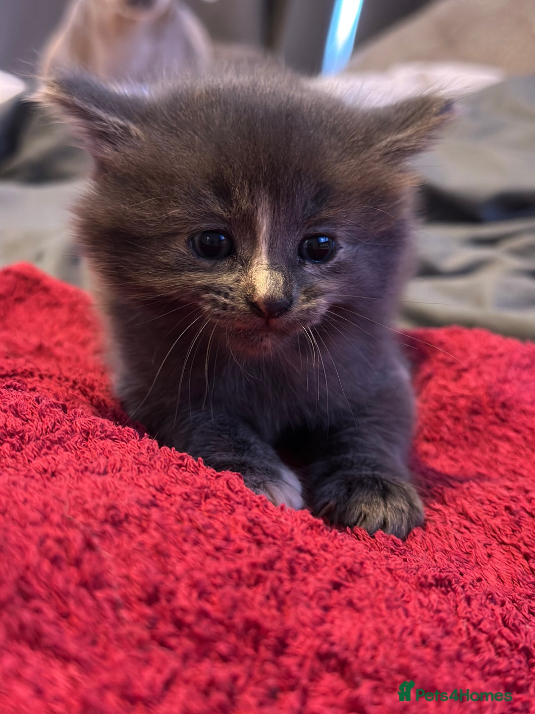 Mixed Breed cats for sale: Beautiful kittens  - Image 1