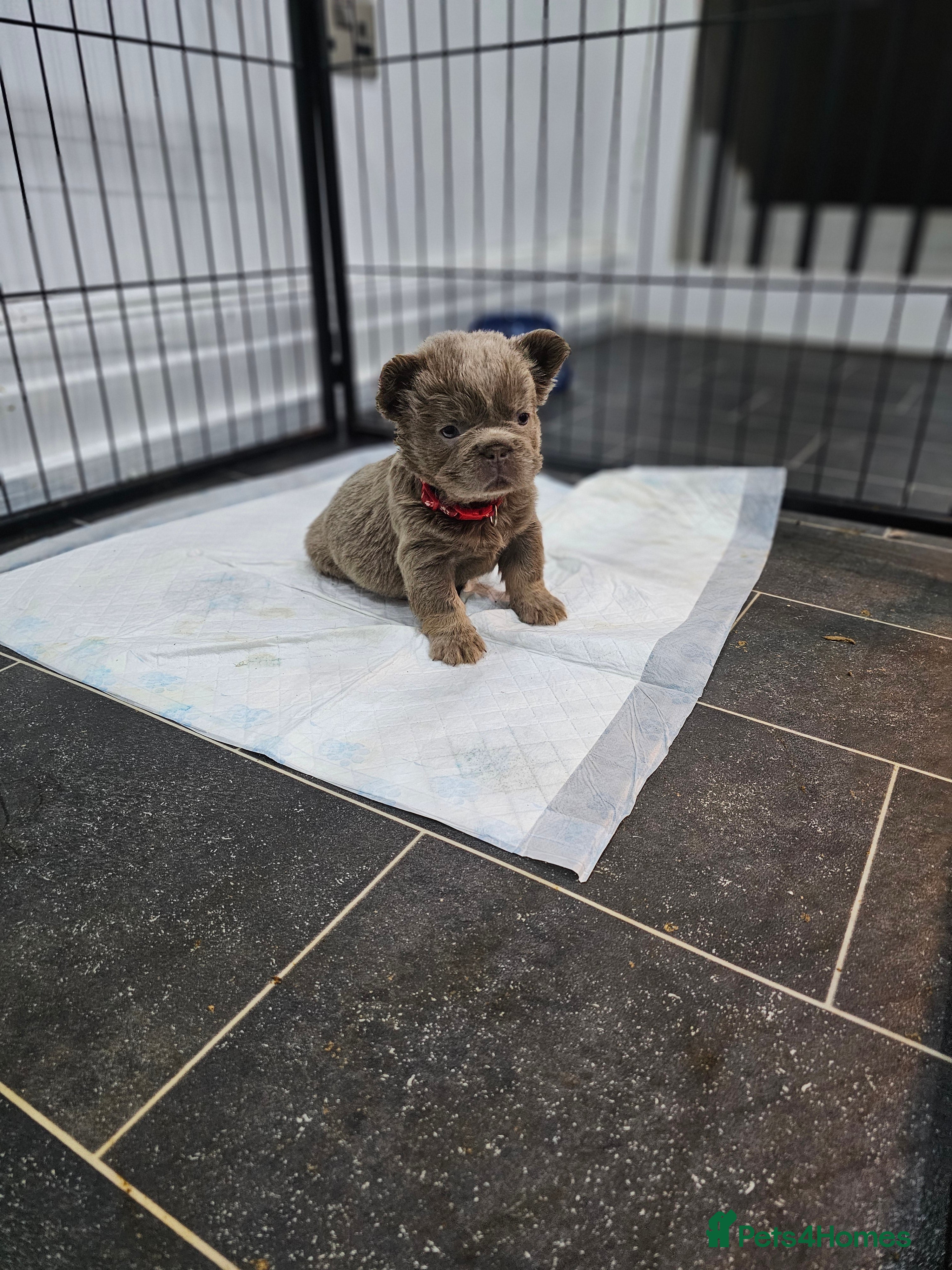 French Bulldog dogs French Bulldog Visual fluffies - Advert 6