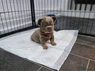 French Bulldog dogs French Bulldog Visual fluffies - Advert 11