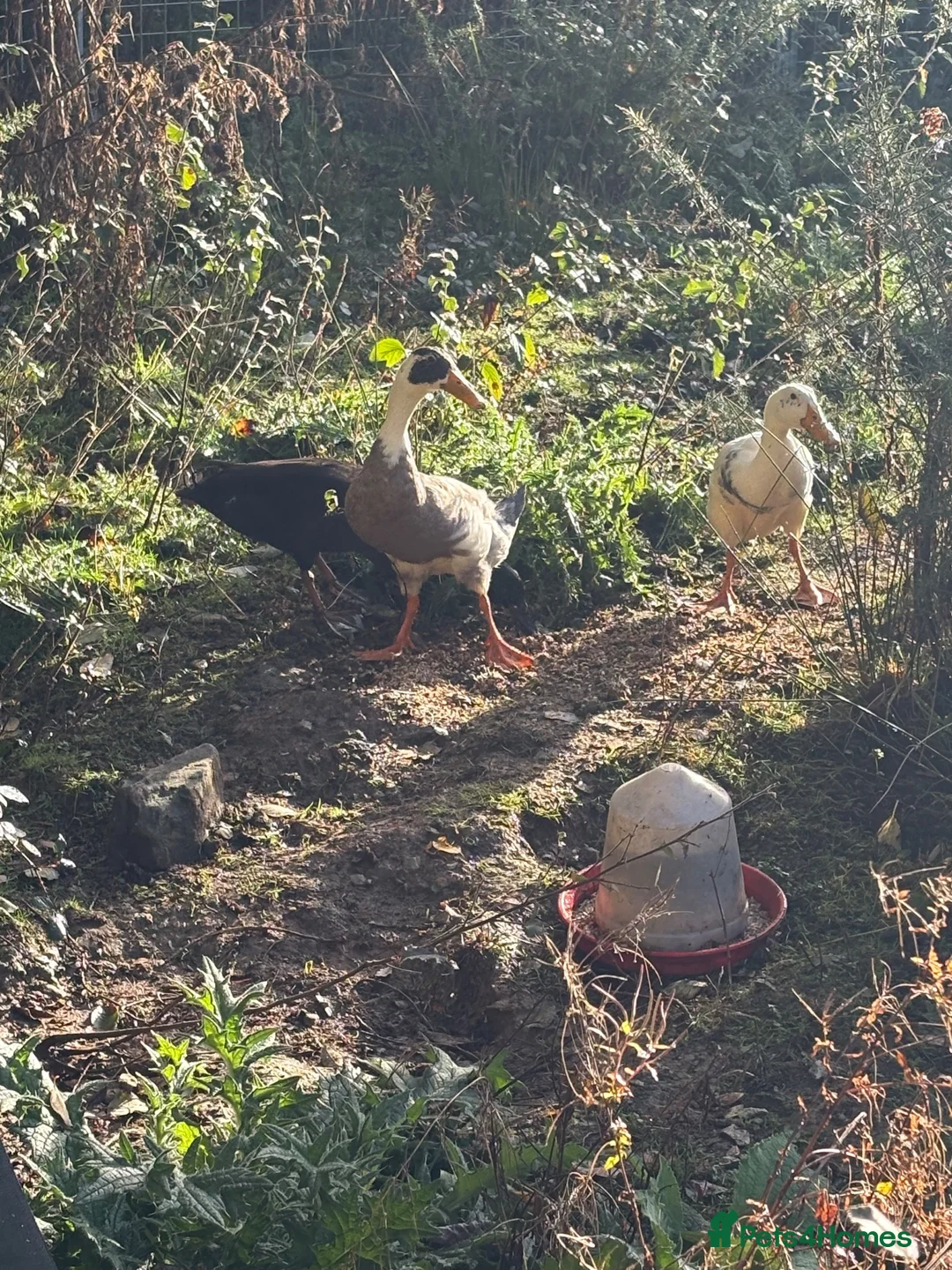 Ducks poultry for sale: 3 x male Runner Ducks in Minehead - Advert 3