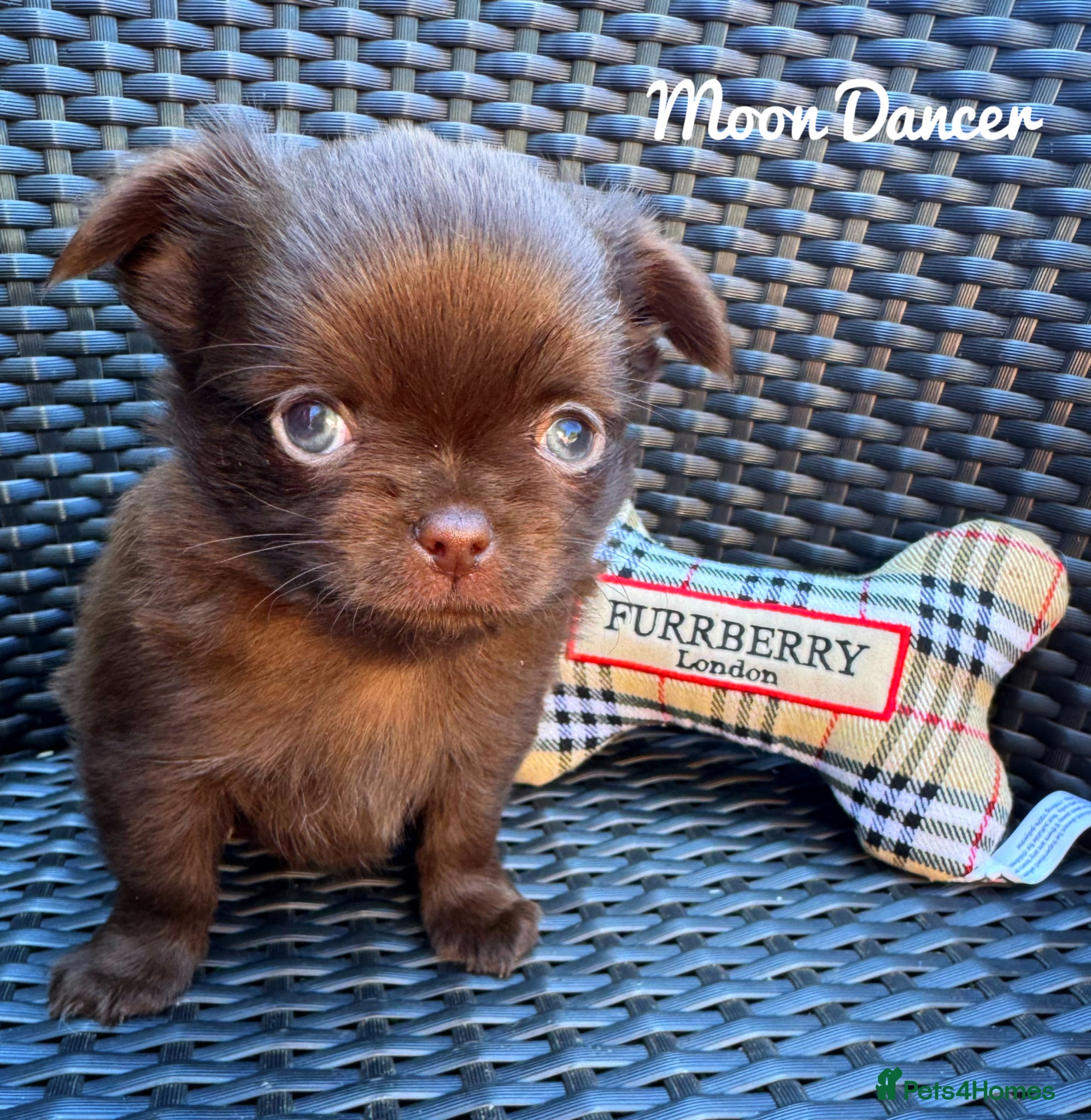 Chihuahua dogs KC chocolate and lilac long coat quality puppies  - Advert 1