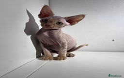 Devon Rex cats for sale: Ready now GCCF outstanding Devon Rex kittens  - Image 2