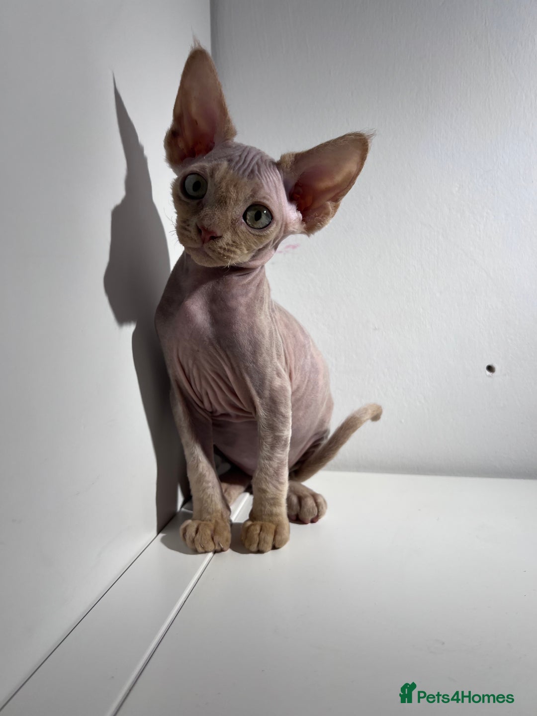 Devon Rex cats for sale: Ready now GCCF outstanding Devon Rex kittens  - Image 2