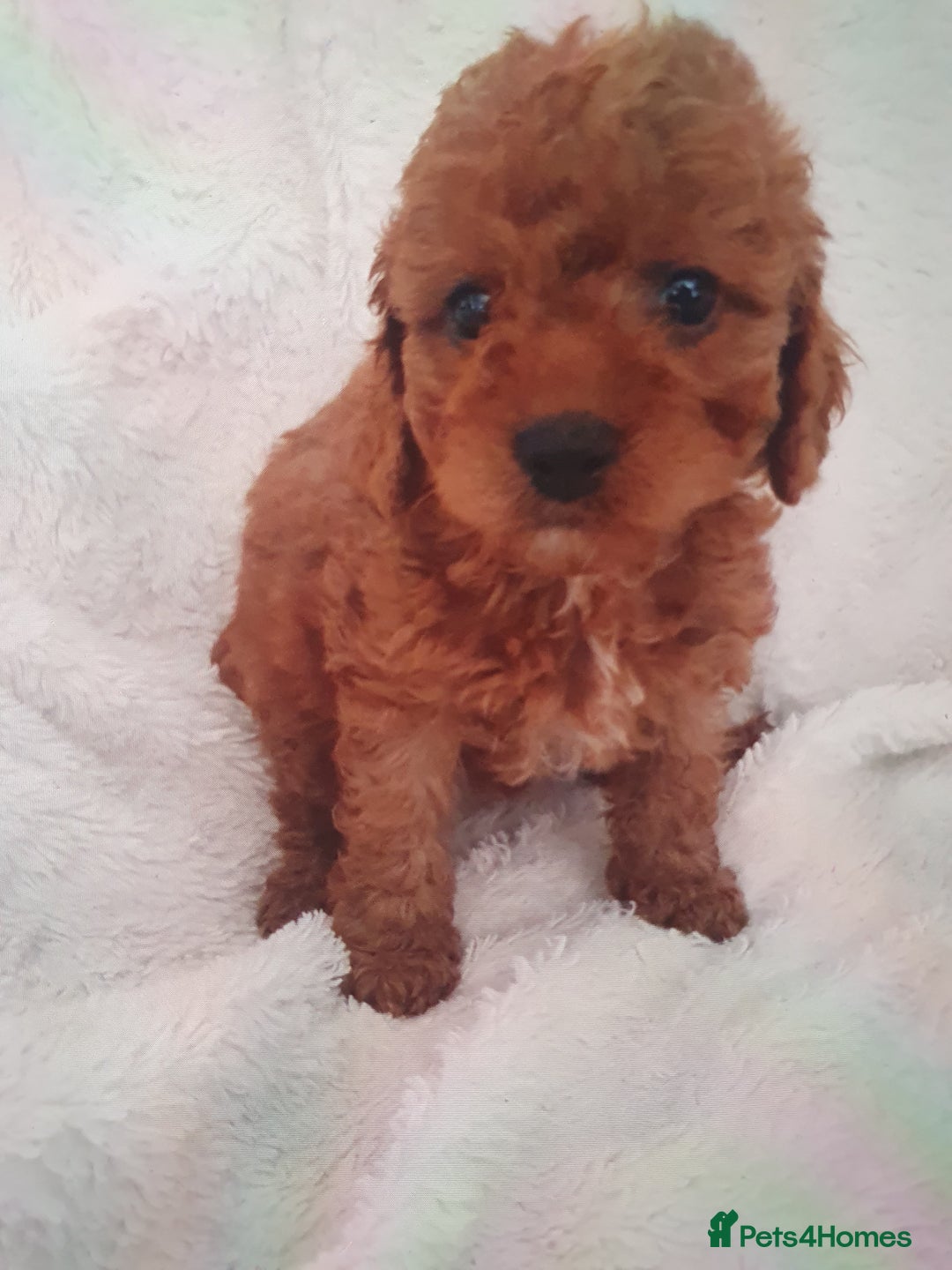 Cavapoo dogs for sale: Toy cavapoos f1  - Image 8