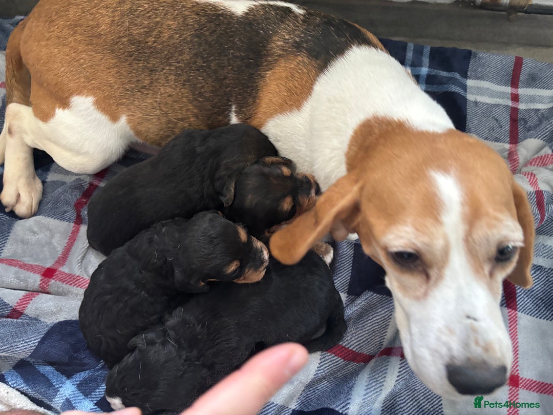 Mixed Breed dogs for sale: Beagle x poodle puppies  - Image 3