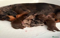 Miniature Dachshund dogs for sale: Miniature Daschund KC. PRA-OI-CRD-PRA-NCL - Image 33