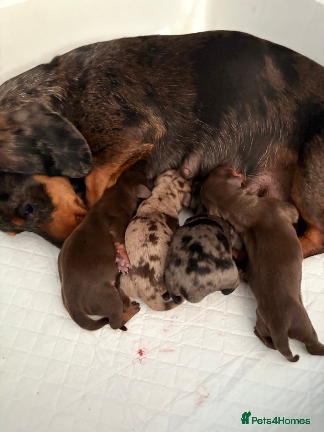 Miniature Dachshund dogs for sale: Miniature Daschund KC. PRA-OI-CRD-PRA-NCL - Image 33