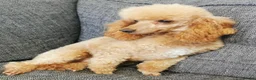 Toy Poodle dogs for sale: Quality KC Genetically health tested toy poodles  - Advert 12