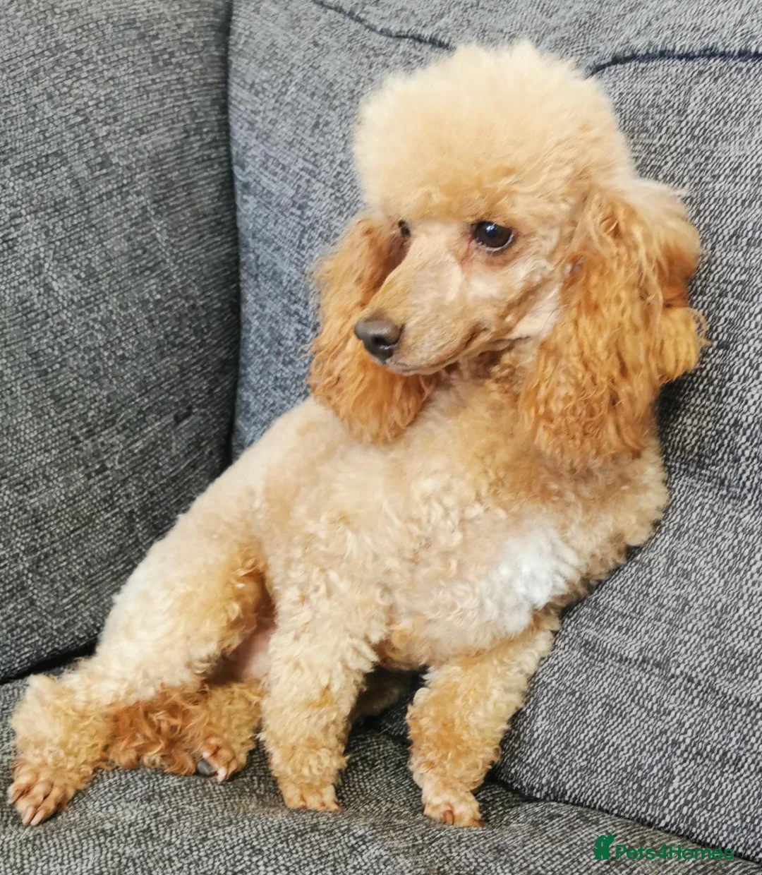 Toy Poodle dogs for sale: Quality KC Genetically health tested toy poodles  - Advert 12