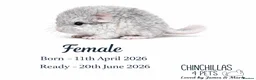 Chinchilla rodents for sale: Chinchilla Kits For Sale  - Advert 3