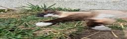 Mixed Breed cats for adoption: Nala - Norwich Norfolk  in Norwich - Advert 11