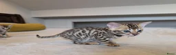 Bengal cats for sale: 🤍🤎🖤 GORGEOUS BENGAL KITTENS 🖤🤎🤍 - Advert 12