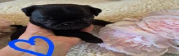 Pug dogs for sale: 5* Council license Breeder of 5 stunning pups. - Advert 6