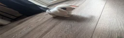 Mini Lop rabbits for sale: Male rabbit 3/4 months old in Swadlincote - Advert 3