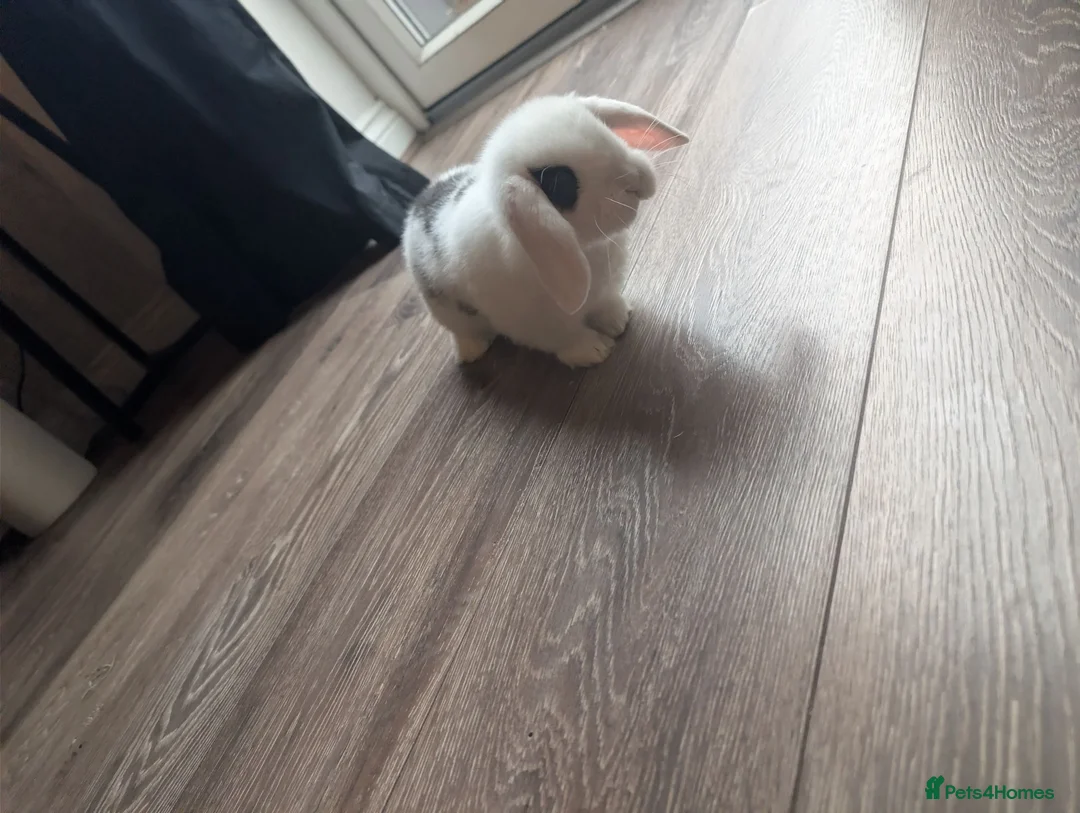 Mini Lop rabbits for sale: Male rabbit 3/4 months old in Swadlincote - Advert 3