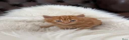 Mixed Breed cats for sale: Beautiful fluffy ginger kittens  - Advert 13