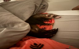 Ferret rodents for sale: Female ferret for sale - Advert 3