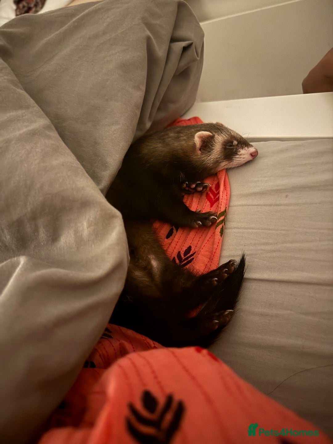 Ferret rodents for sale: Female ferret for sale - Advert 3