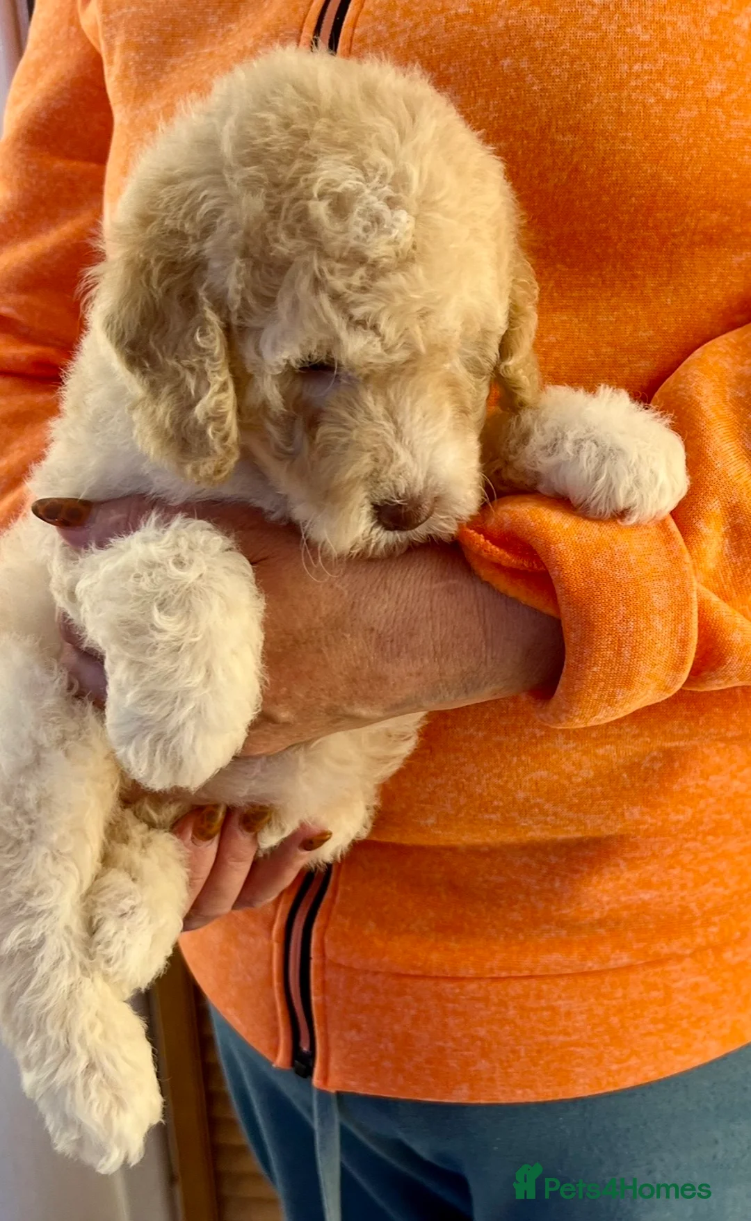 Labradoodle dogs for sale: Curly F1b Labradoodles Health tested parents  - Advert 2