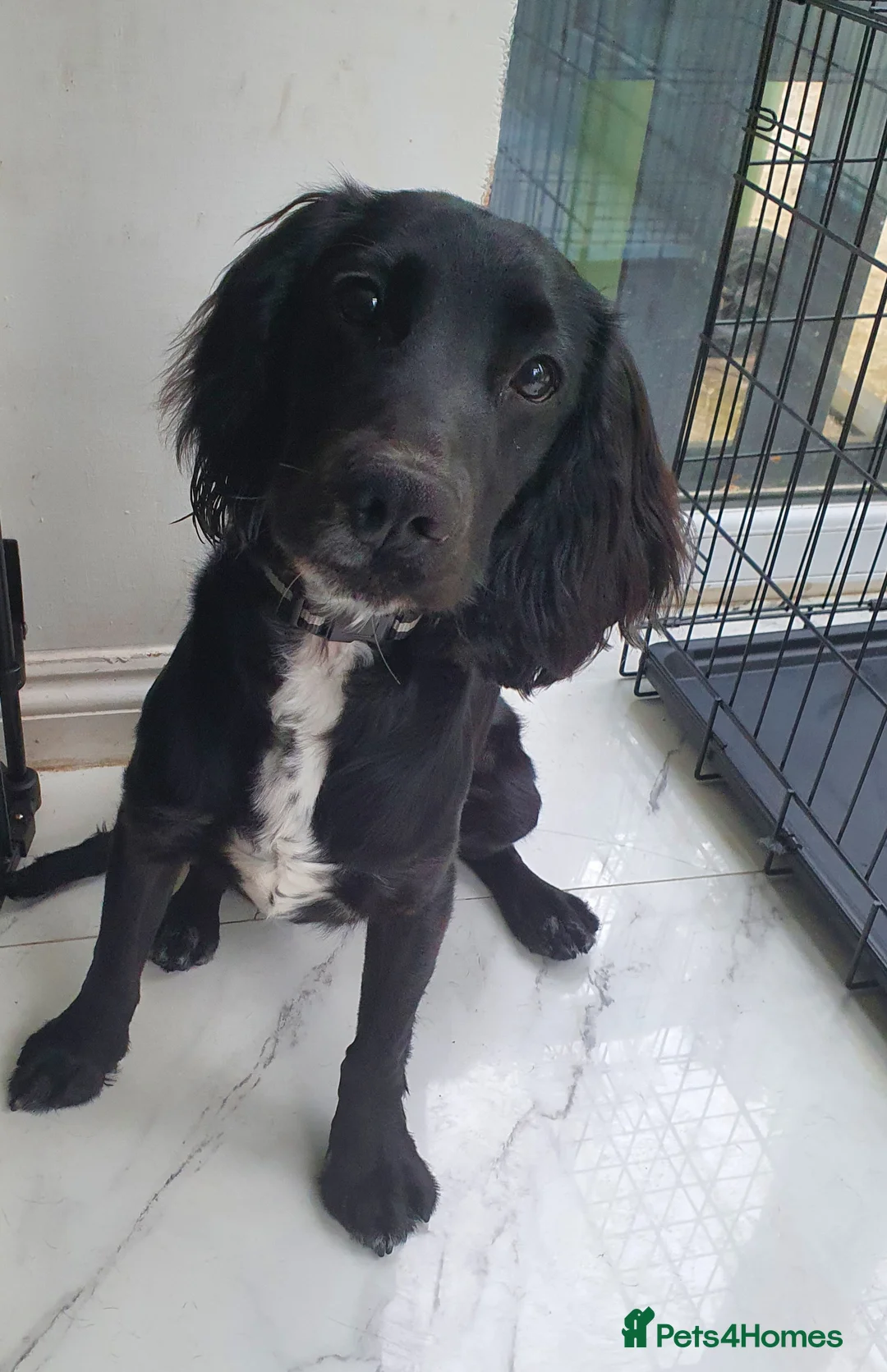 Cocker Spaniel dogs for sale: 8 month old male cocker spaniel - Advert 3