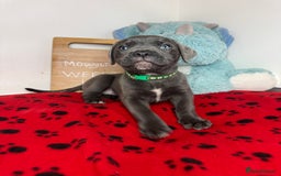 Cane Corso dogs for sale: Cane corso puppies for sale  - Image 8