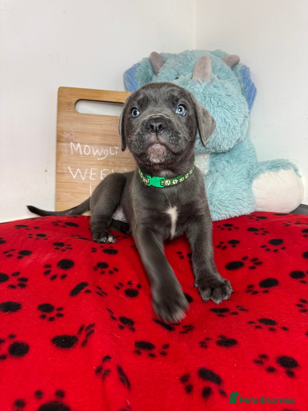 Cane Corso dogs for sale: Cane corso puppies for sale  - Image 8