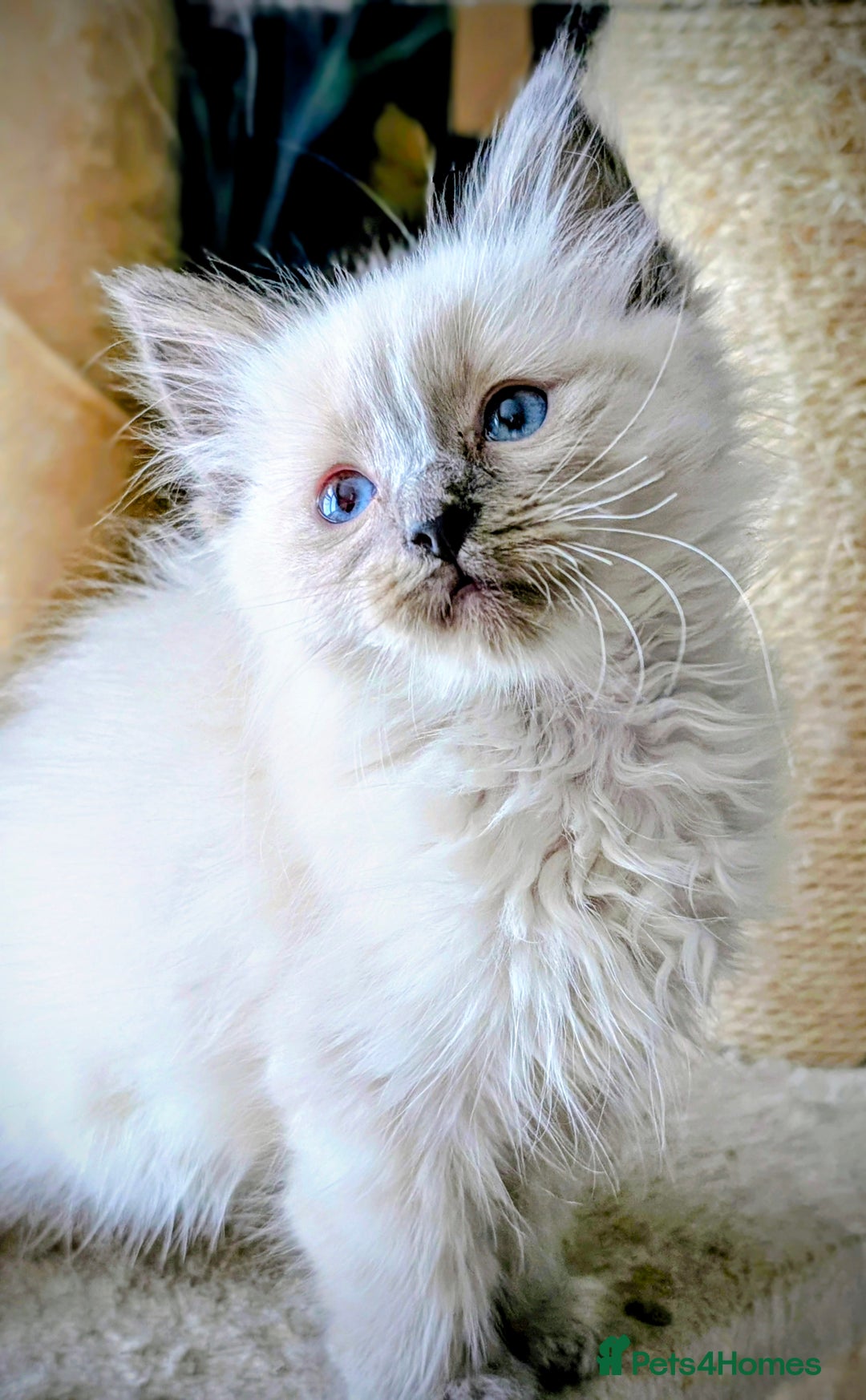 Ragdoll cats for sale: Gorgeous Blue Point Male Ragdoll  - Advert 5