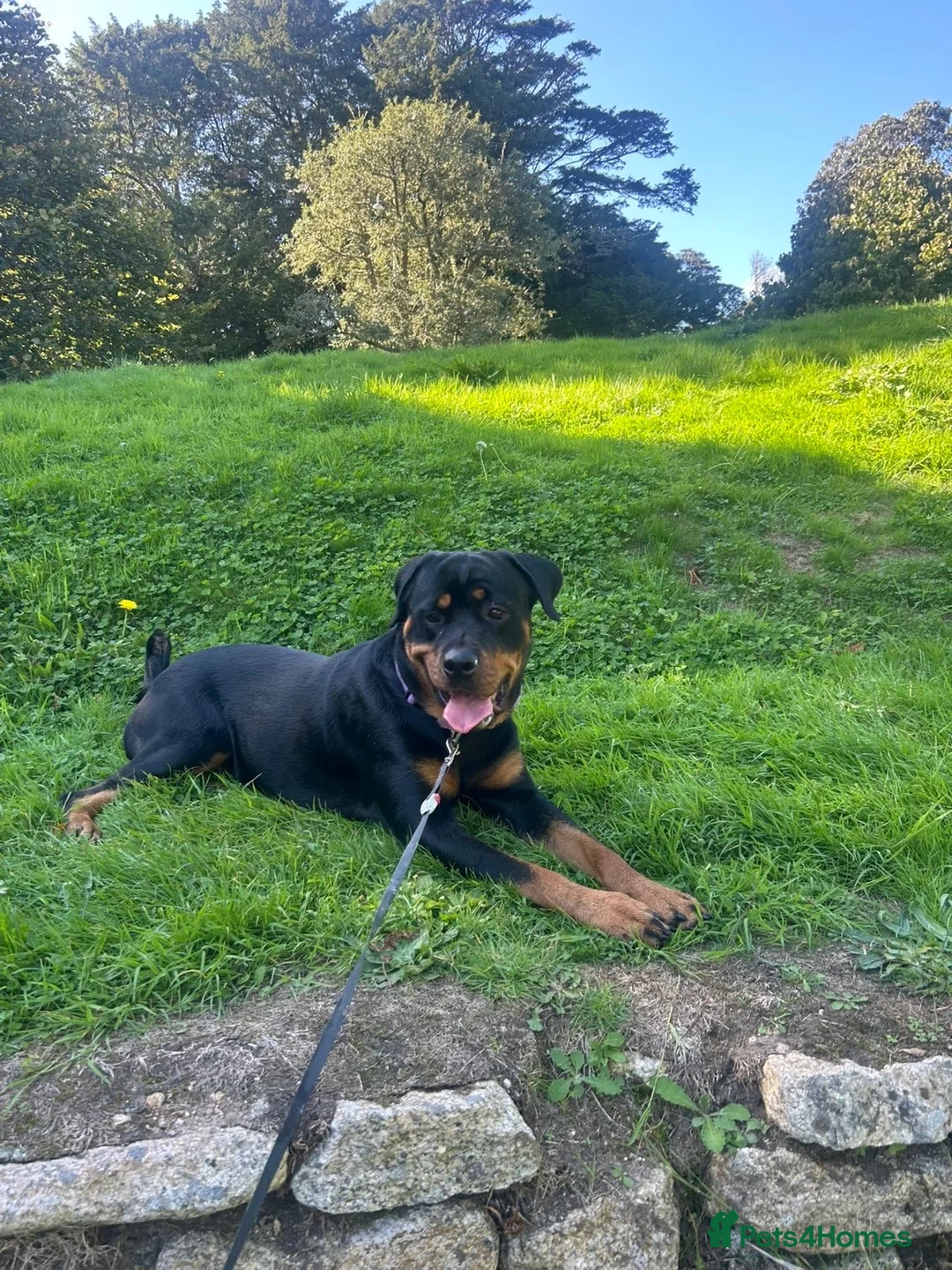 Rottweiler dogs for sale: Female rottwiler - Advert 6